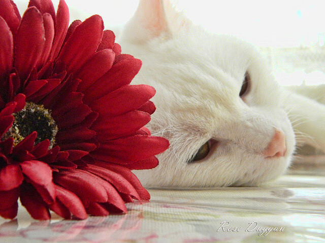 意甲焦点战之夜,奥利维耶关键节点连续得分,改写争冠格局